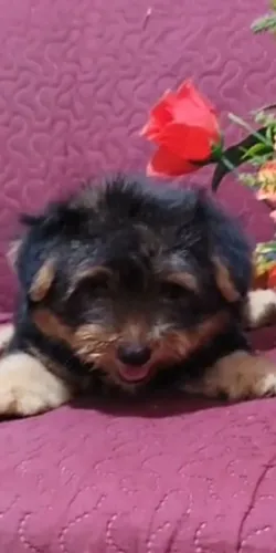 Yorkshire com Pedigree CBKC