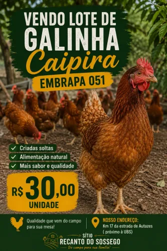Galinha caipira