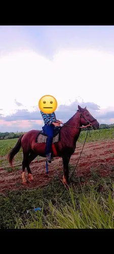 Vendo cavalo