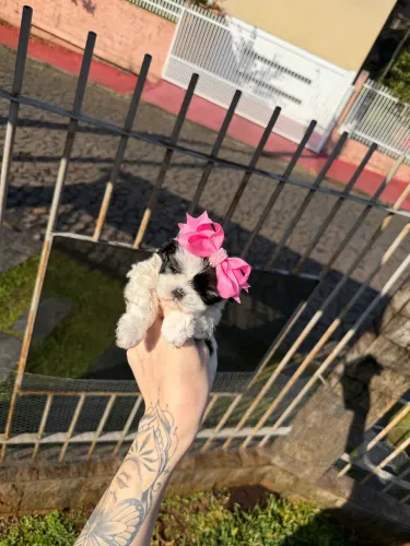 Shih Tzu miniatura pra quem sonha com filhote de raça pura e alto padrão
