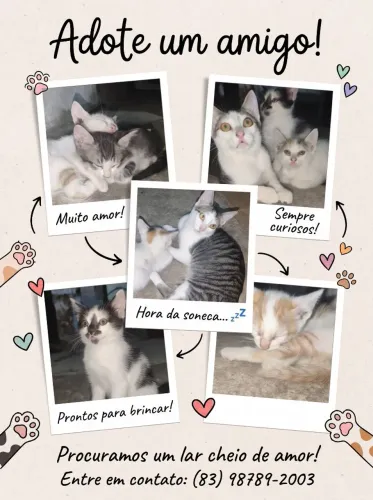 Gatos para adoção
