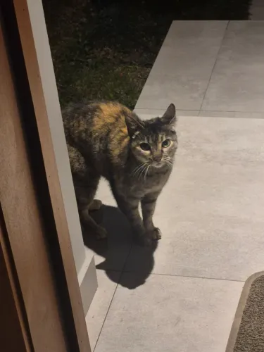 Gatinha para adoção