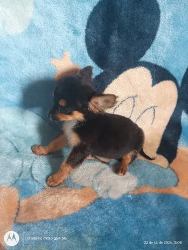 Chihuahua macho e fêmea
