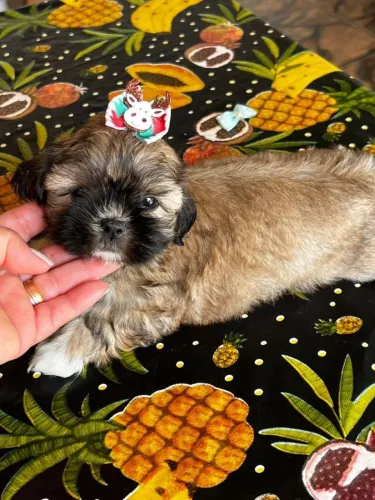 Shih Tzu adorável