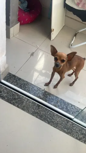 pincher