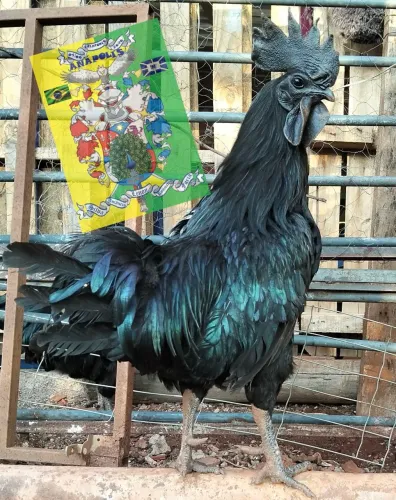 Aves de raça Ayan Cemani (pintinhos disponíveis)