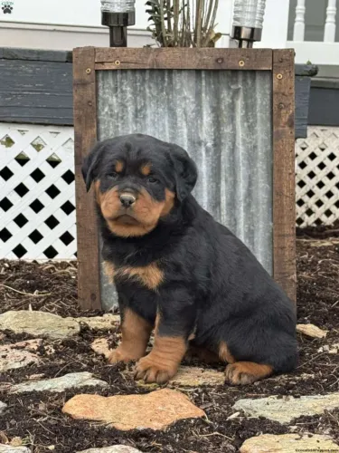 Neném rottweiler saudável e linhagem dócil de proteção