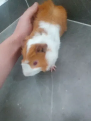 Porquinho da índia