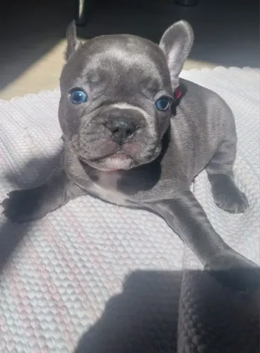 Buldogue francês