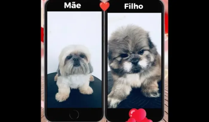 Filhotes de Shihtzu