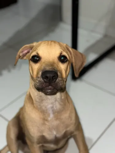 Pitbulls para doação RESPONSÁVEL