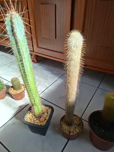 Cactos