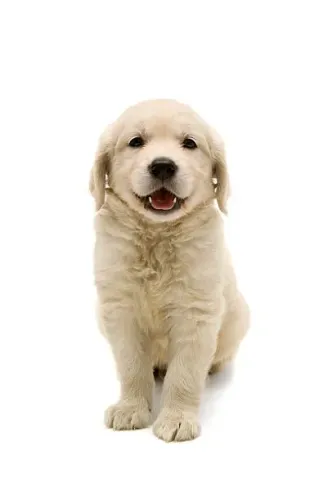 Filhote de Golden Retriever O Companheiro Que Ilumina Sua Família Todos os Dias