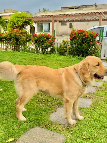 Filhotes de Golden Retriever -  RESERVAS