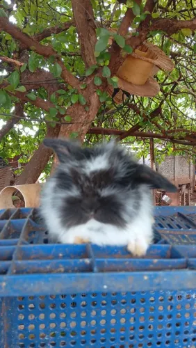 Lindos e fofos cheio de amor ?