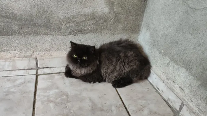 Machinho de gato persa