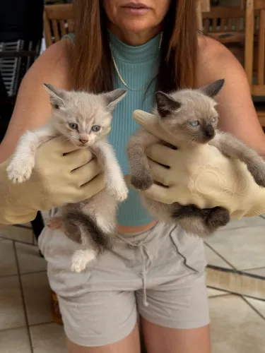 Filhotes gato para doação