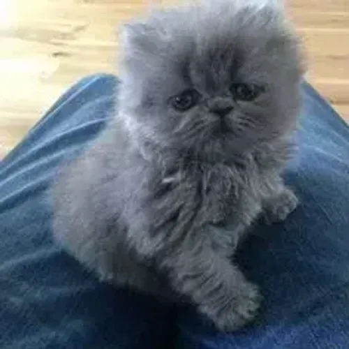 Gato Persa Machinho