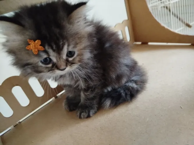 Gato persa