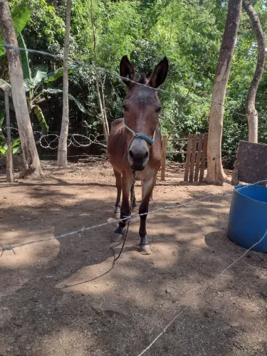 Burro (Milagre)