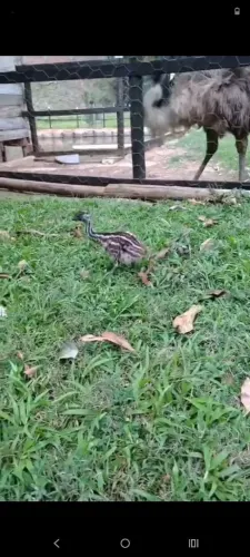Animais de estimação