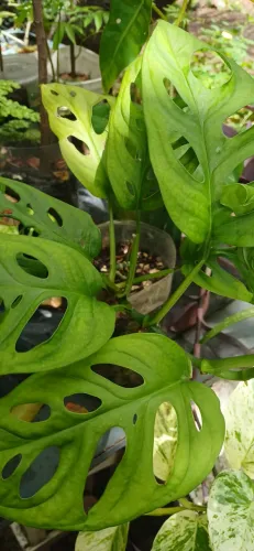 Plantas