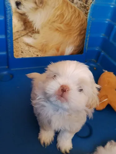 Vende-se lindos filhotes de Shitzu.