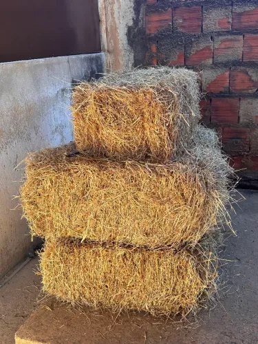 Feno para Decoração de Festas