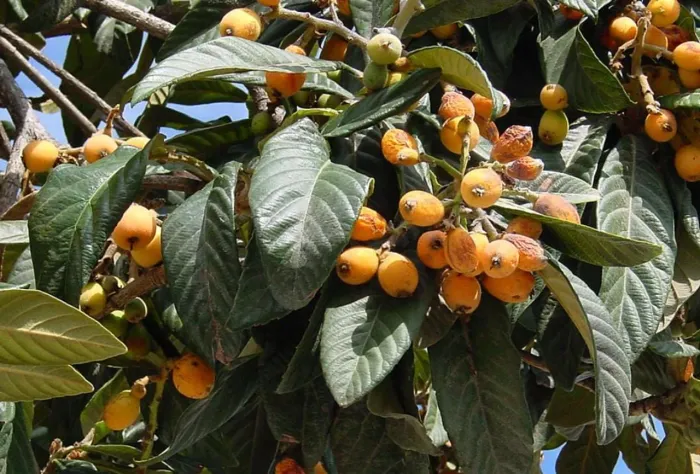 Ameixa amarela ( Nêspera)