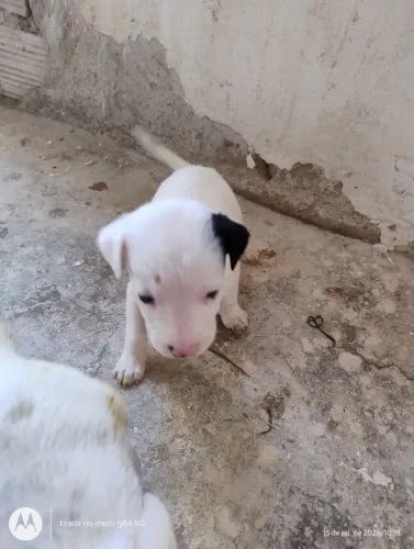 Doação de filhotinho de damalta