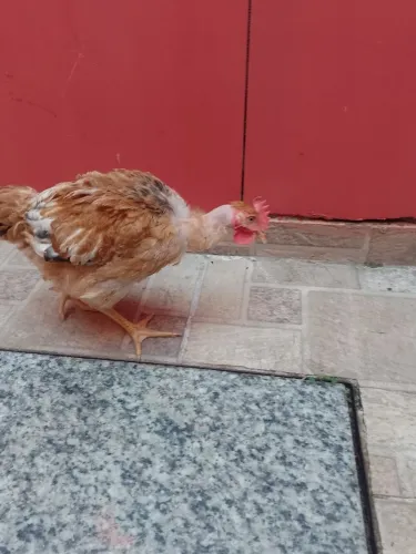 2 frangas é um frango 120 reais retirada na passarela dó metro sentido água branca 