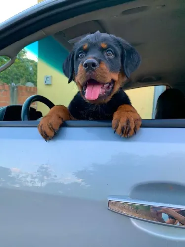 Rottweiler Seu próximo porto seguro pode ter quatro patas
