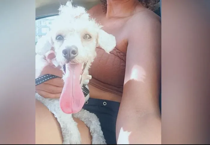 Doação de Cachorro Poodle fêmea 