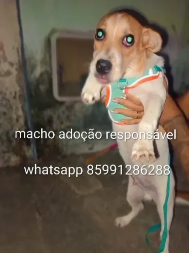 Cachorrinho fofinho pra adoção responsável