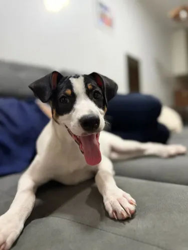 Doação de uma cachorrinha