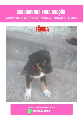 Cachorrinha pra adoção, linda! Dois meses de nascimento.