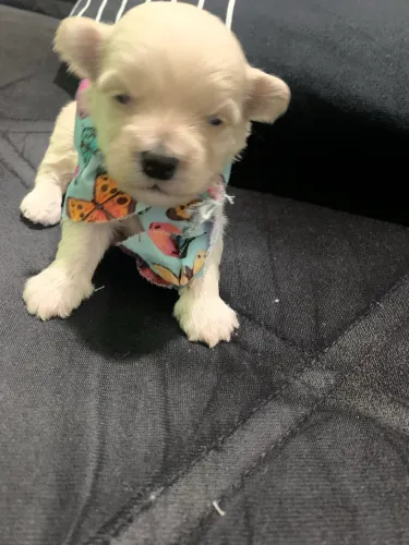 Filhote de cachorro