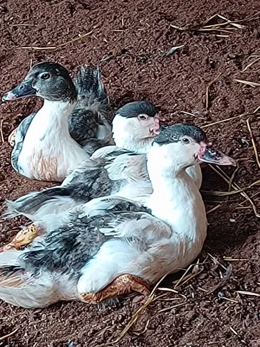 Vende-se pato duas fêmeas e um macho