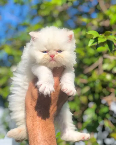 Filhote Persa macho branco
