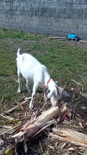 Cabra 4 mêses prenha zap * 