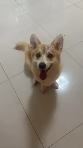 Vendo Corgi Pembroke Welsh fêmea - 1 ano 