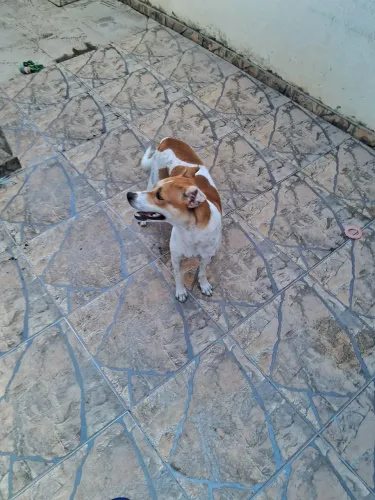 Doação cachorras