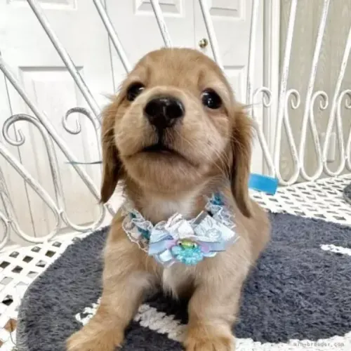 Filhotinhos dachshund/teckel/basset/salsicha/cofap super dóceis e ativos