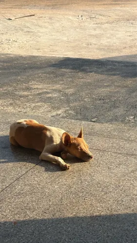 Adoção responsável 
