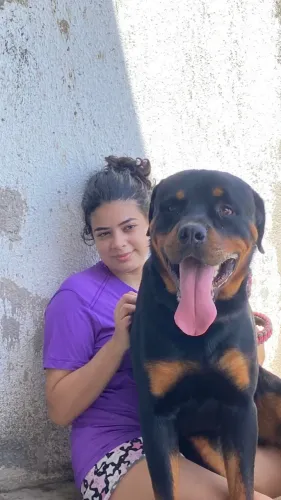 Filhote de Rotweiller 