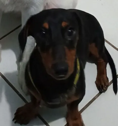 Cachorro para cruzar