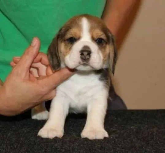 Beagle Mini Filhotes Raça Perfeita Tricolor.