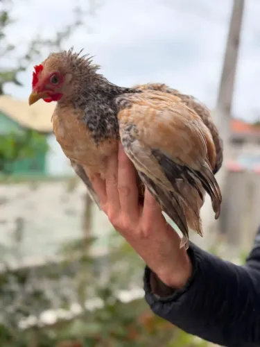 Mini cochins feminhas