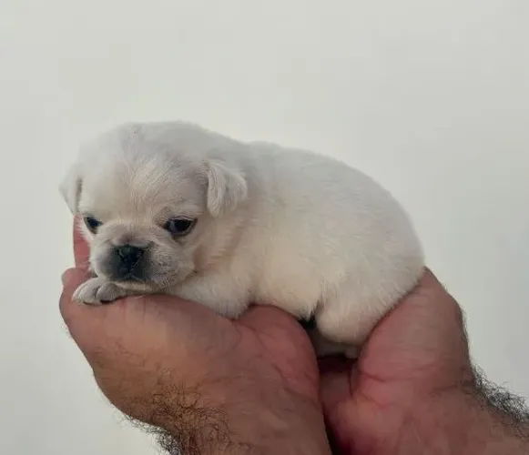 Pug varias cores