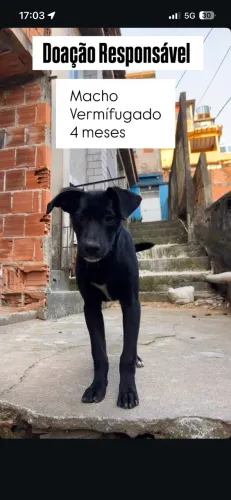 Doação responsável cachorro 